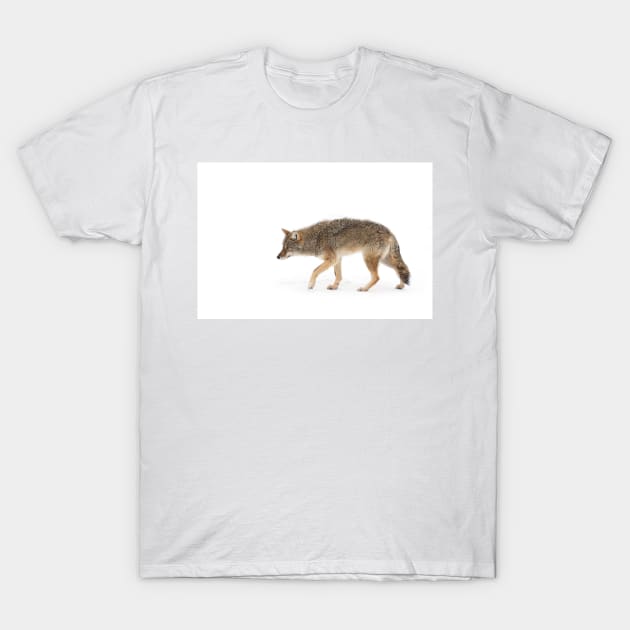 Coyote T-Shirt by Jim Cumming